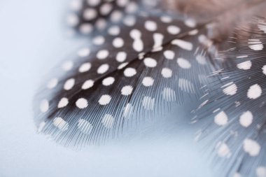 Tasarı için metin için yer benekli Gine tavuk tüyü ile Soyut Kompozisyon