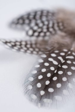 Tasarı için metin için yer benekli Gine tavuk tüyü ile Soyut Kompozisyon