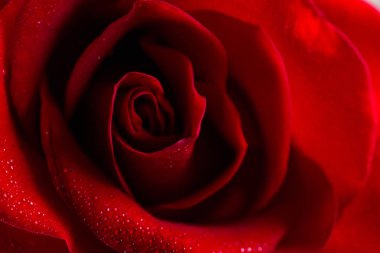 Güzel bud kadife kırmızı gül çiçek kapatın. Çiçek makro arka plan