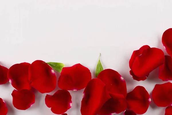 Samtrote Rosenblätter Umrahmen Weißen Hintergrund Draufsicht Kopierraum — Stockfoto