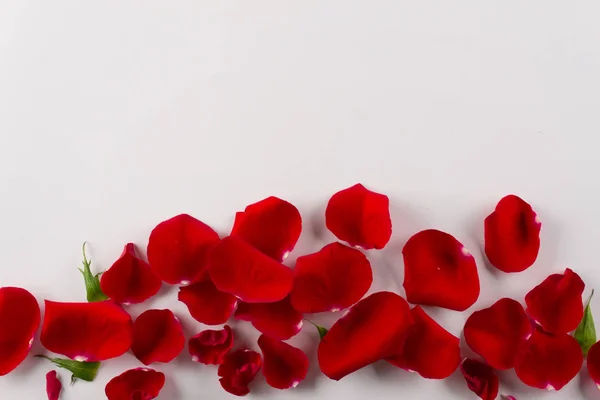 Samtrote Rosenblätter Umrahmen Weißen Hintergrund Draufsicht Kopierraum — Stockfoto
