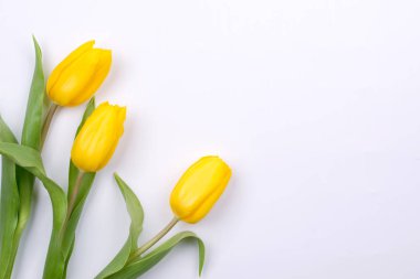 Paskalya arka plan üzerinde beyaz sarı tulipson ile. Anneler günü için tebrik kartı. Uzay kopyalayın. Düz yatıyordu