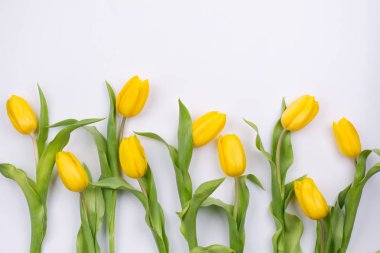 Beyaz arka plan plazma satır üzerinde güzel Sarı laleler yatıyordu, en iyi görünüm, kopya alanı düz