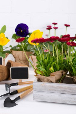Spring Garden eserler konsepti. Bahçe araçları, tencere çiçekler ve sulama olabilir beyaz masa üzerinde. 