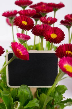 Koyu Bahçe isim plakaları ile pembe bahar narin küçük Bellis papatya çiçek closeup