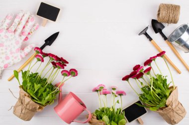 İlk bahar renkli çiçekler Ekim için hazır. Bahçe çerçevesi. Beyaz arka planda, üstteki görünümde, metin için yer