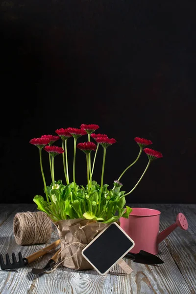Composición Con Flores Primera Margarita Para Herramientas Plantación Jardinería Con — Foto de Stock