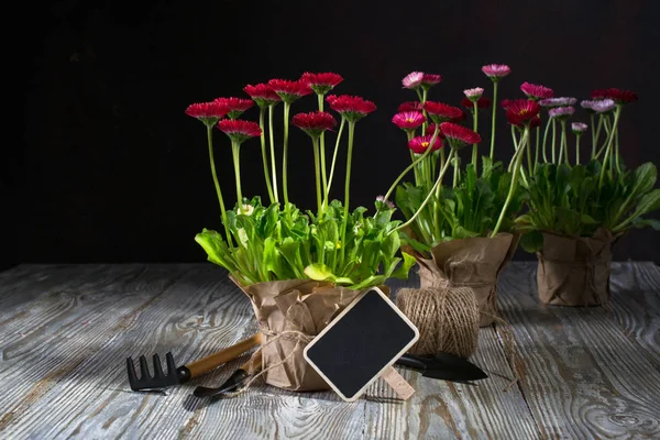 Spring Garden Works Concept Outils Jardinage Fleurs Pots Arrosoirs Sur — Photo