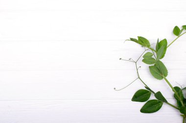 Beyaz ahşap masa üzerinde yeşil bezelye dalları ile minimalist kompozisyon. Kopya alanı