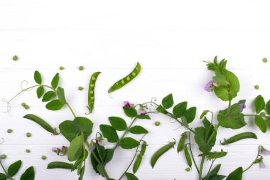 Çiçekli otsu arka plan. Yeşil bezelye sapı Mor çiçek ve yaprak, bakla beyaz arka plan üzerinde. Kopya alanı