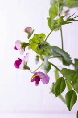 Mor çiçek ve yaprak beyaz zemin üzerine yeşil bezelye sapı kapatın. Seçici odak. Kopya alanı