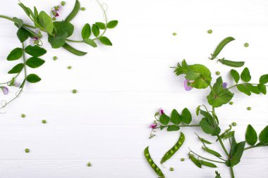 Dalları ile mor çiçek ve bakla beyaz zemin üzerine yeşil bezelye. Kopya alanı