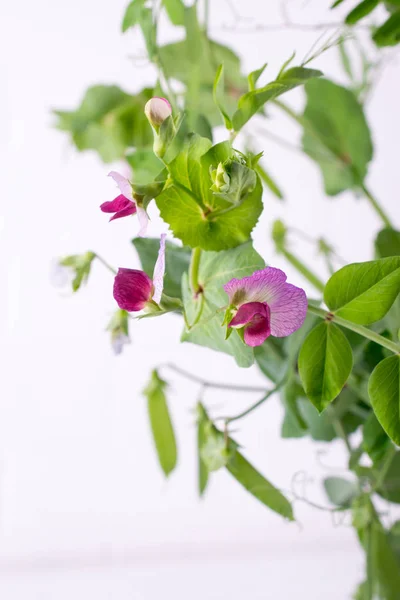 Cerrar Tallo Guisante Verde Con Flor Púrpura Hoja Sobre Fondo — Foto de Stock