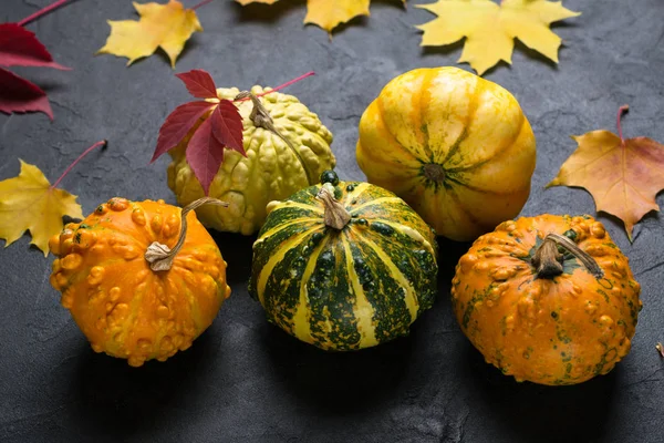 Composition Different Varieties Mini Pumpkins Autumn Colorful Leafs Dark Concrete — Stock Photo, Image