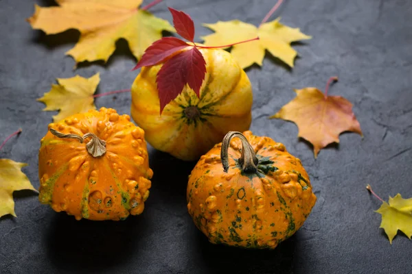 Composition Different Varieties Mini Pumpkins Autumn Colorful Leafs Dark Concrete — Stock Photo, Image