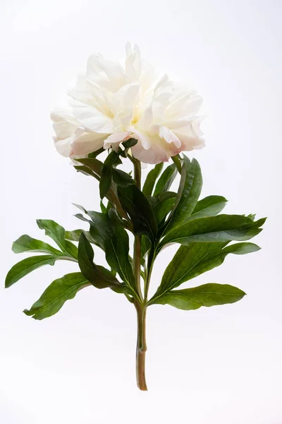 One beige peony and green leaves on white background. Flat lay, top view