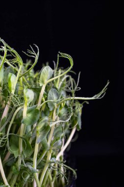  Plastik bir kutuda yetişen taze bezelye filizleri. Vejetaryen ve sağlıklı beslenme konsepti. Siyah arkaplanda