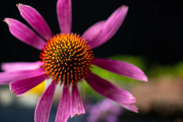 Echinacea Purpurea Flor Coneflujo Sobre Fondo Oscuro —  Fotos de Stock