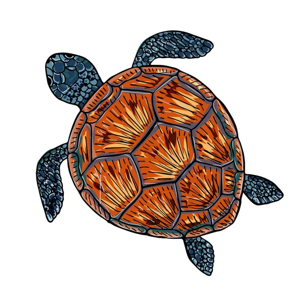 Olive Ridley Sea Turtle Drawing