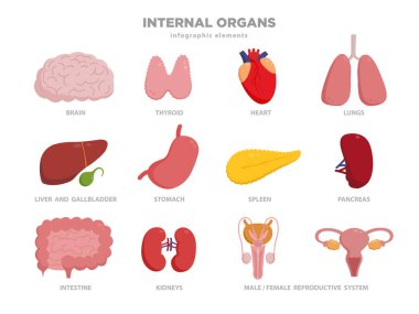 Sevimli insan organlarını vektör çizgi film karakterleri çizimde düz tasarım. Beyaz izole organ Icon set. Kalp, karaciğer, beyin, mide, akciğer, böbrek, bağırsak, pankreas, mesane, tiroid, dalak