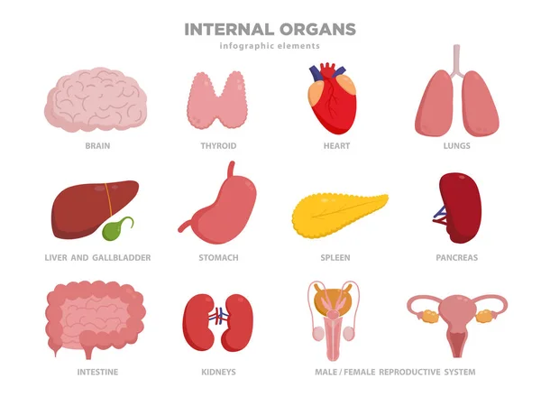 Carino organi umani vettoriale personaggi dei cartoni animati illustrazione in design piatto. Icona Organi impostata isolata su bianco. Cuore, fegato, cervello, stomaco, polmoni, reni, intestino, pancreas, vescica, tiroide, milza — Vettoriale Stock