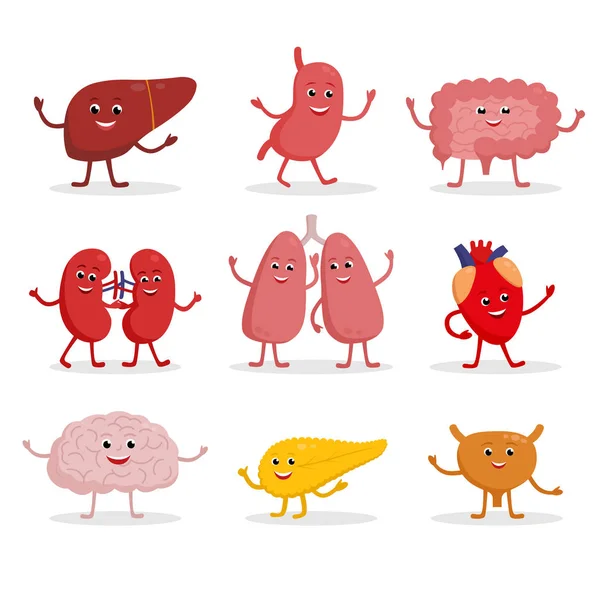 Los órganos humanos vector de dibujos animados personajes ilustración en diseño plano. Lindo icono de órganos sanos sonrientes conjunto aislado en blanco. Corazón, hígado, cerebro, estómago, pulmones, riñones, intestino, páncreas, vejiga . — Archivo Imágenes Vectoriales