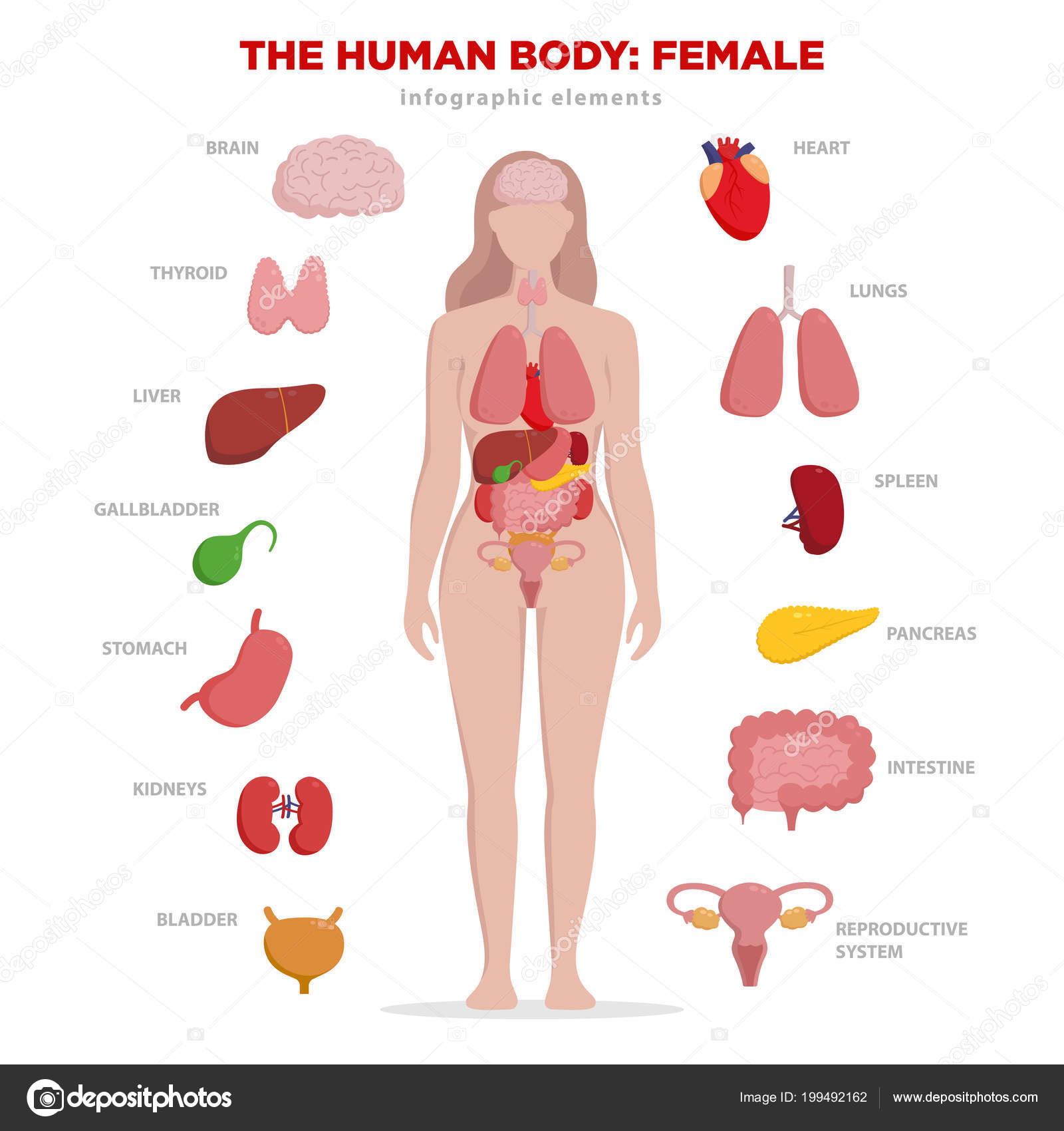 Human anatomy infographic elements with set of internal organs isolated on  white background and placed in female body. Woman reproductive organs with  girl silhouette and icons around. Stock Vector by ©Bezvershenko 199492162