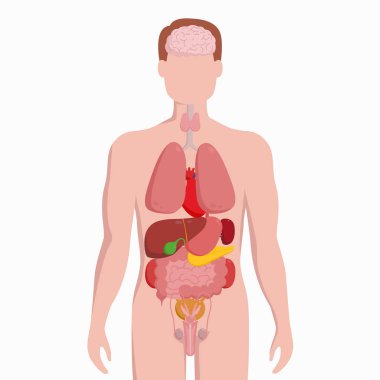 İç organları şema düz Infographic poster vektör çizim ile insan erkek vücudu. Adam siluet akciğerler, kalp, tiroid, mide, karaciğer, böbrek, bağırsak, pankreas, dalak, testis ile.