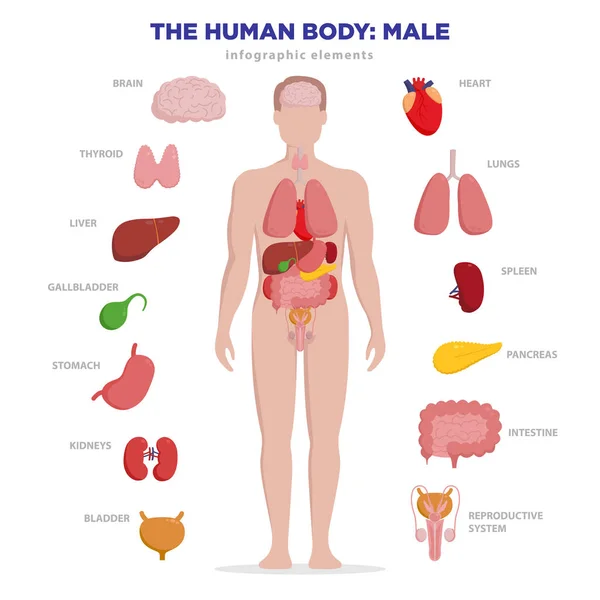 Infografische Elemente der menschlichen Anatomie mit einer Reihe interner Organe, die auf weißem Hintergrund isoliert und im männlichen Körper platziert werden. Mann Fortpflanzungsorgane mit Jungen Silhouette und Symbole herum. — Stockvektor