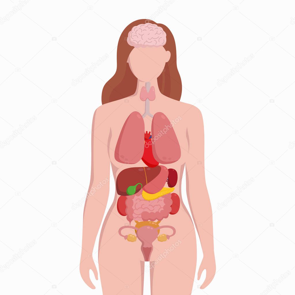 Human female body with internal organs schema flat infographic poster vector illustration. Woman silhouette with lungs, heart, thyroid, stomach, liver, kidneys, uterus, intestine, pancreas, spleen.