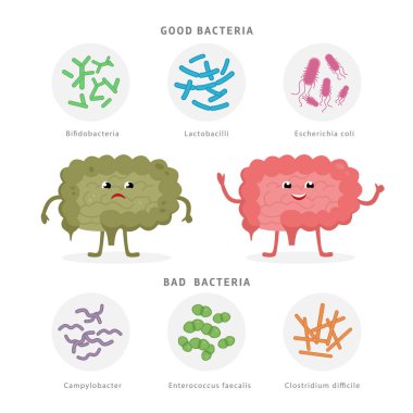 Good Bacteria and Bad Bacteria in human intestines. Bifidobacteria, Lactobacilli, Escherichia coli, Campylobacter, Enterococcus faecalis, Clostridium difficile with human silhouette isolated on white. clipart