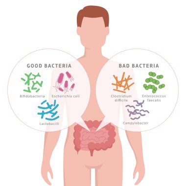 İyi bakteri ve kötü bakteri insan bağırsak. Bifidobakteri, Lactobacilli, Escherichia coli, Campylobacter, Enterococcus faecalistir, Clostridium difficile ile insan silueti beyaz izole.