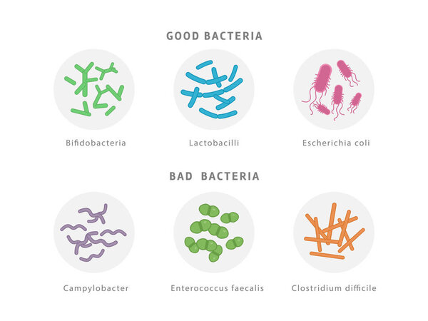 Good and bad bacterial flora icon set isolated on white background. Gut dysbiosis concept medical illustration with microorganisms.