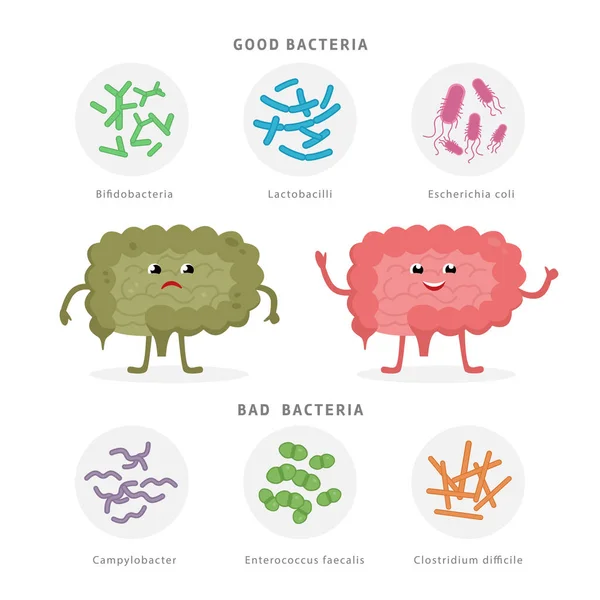 Bacterias buenas y malas bacterias en los intestinos humanos. Bifidobacterias, Lactobacilos, Escherichia coli, Campylobacter, Enterococcus faecalis, Clostridium difficile con silueta humana aislada en blanco . — Vector de stock