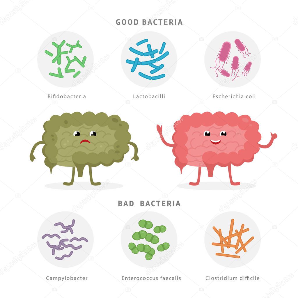 Good Bacteria and Bad Bacteria in human intestines. Bifidobacteria, Lactobacilli, Escherichia coli, Campylobacter, Enterococcus faecalis, Clostridium difficile with human silhouette isolated on white.