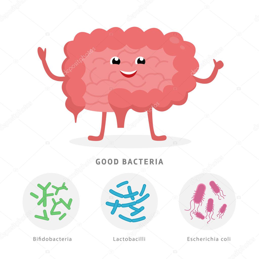 Good bacteria concept illustration, healthy intestine cartoon character isolated on white background. Gut microflora with Bifidobacteria, Lactobacilli, Escherichia coli medical illustration