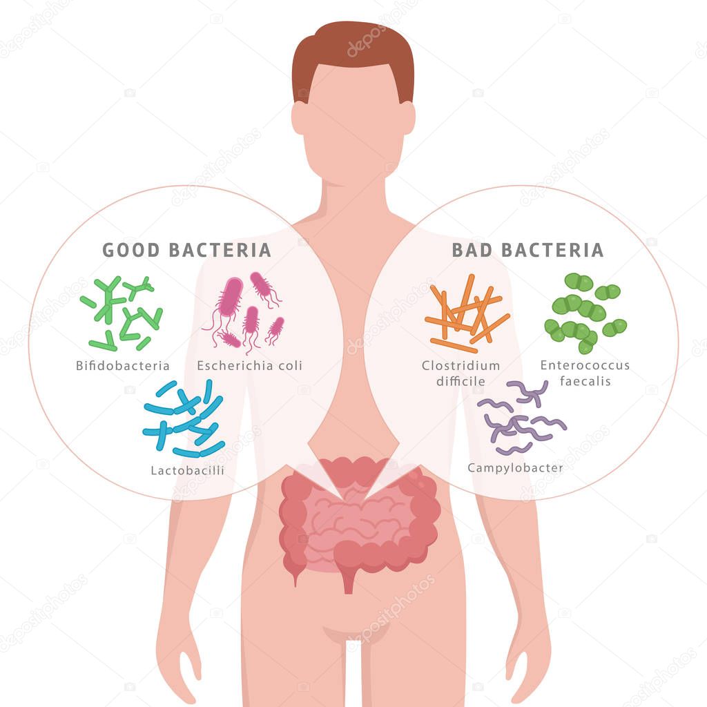 Good Bacteria and Bad Bacteria in human intestines. Bifidobacteria, Lactobacilli, Escherichia coli, Campylobacter, Enterococcus faecalis, Clostridium difficile with human silhouette isolated on white.
