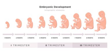 Embriyonik geliştirme ay ay embriyo simgelerle trimesters üzerinde beyaz arka plan üzerinde vektör düz illüstrasyon set izole tıbbi Infographic öğeleri doğurmak için 9 ay için 1'den geçiş yapma.