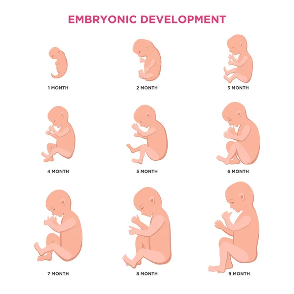 Desarrollo embrionario ciclo mes a mes de 1 a 9 meses hasta el nacimiento con iconos embrionarios elementos infográficos médicos aislados sobre fondo blanco, conjunto de ilustración plana vectorial . — Vector de stock