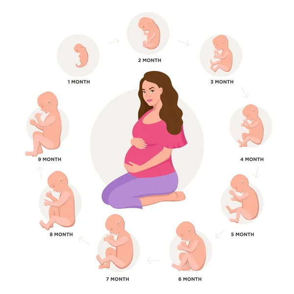 Pregnant woman and embryonic development month by month cycle from 1 to 9 month to birth with embryo icons medical infographic elements isolated on white background, vector flat illustration set. — Stock Vector