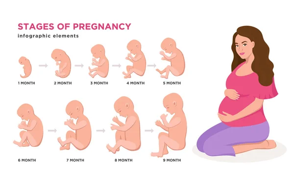 Mujer embarazada y desarrollo embrionario mes a mes ciclo de 1 a 9 meses hasta el nacimiento con iconos embrionarios elementos de infografía médica aislados sobre fondo blanco, vector conjunto de ilustración plana . — Vector de stock