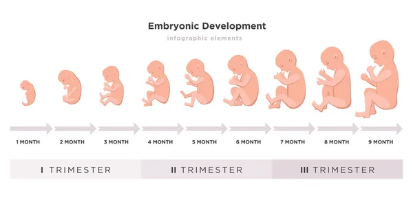 Desarrollo embrionario Imágenes Vectoriales, Gráfico Vectorial de Desarrollo  embrionario | Depositphotos