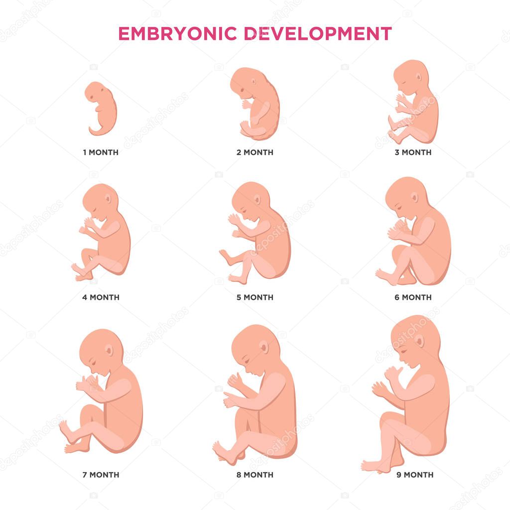 Embryonic development month by month cycle from 1 to 9 month to birth with embryo icons medical infographic elements isolated on white background, vector flat illustration set.