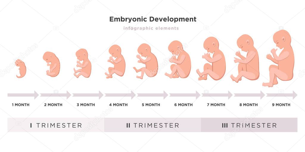 Embryonic development month by month cycle from 1 to 9 month to birth with embryo icons on trimesters medical infographic elements isolated on white background, vector flat illustration set.