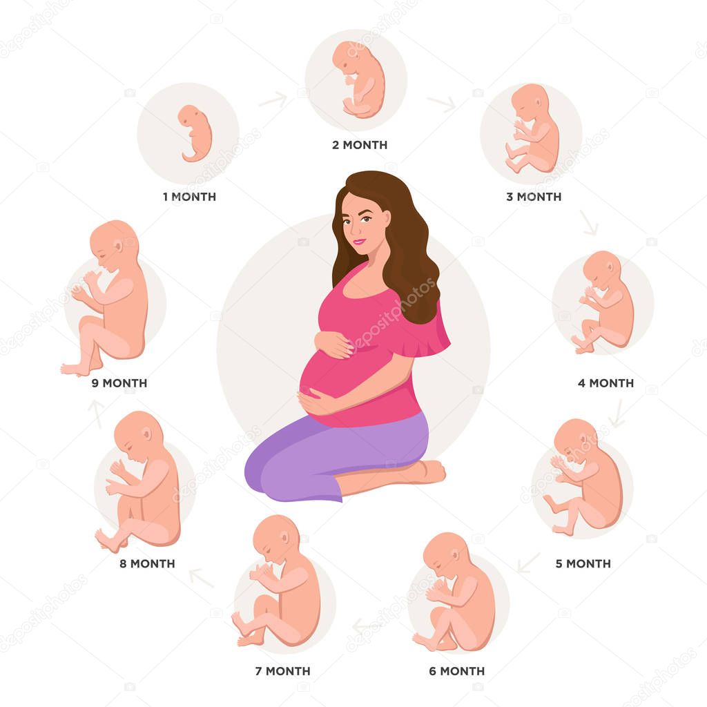 Pregnant woman and embryonic development month by month cycle from 1 to 9 month to birth with embryo icons medical infographic elements isolated on white background, vector flat illustration set.