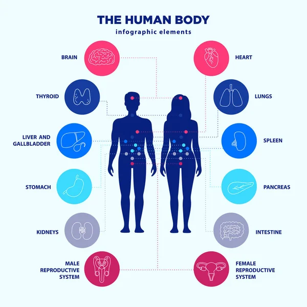 Elementos infográficos do corpo humano, silhuetas masculinas e femininas e conjunto de ícones de linha de órgãos internos, design plano vetorial, sinais gráficos médicos. Localização de poster de anatomia de órgãos internos para clínicas . — Vetor de Stock