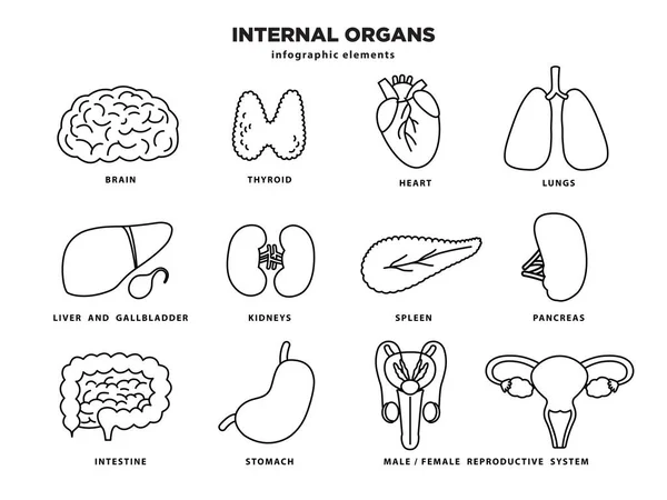 Conjunto de iconos de órganos internos. Elementos infográficos de órganos humanos en diseño de línea aislados sobre fondo blanco. Cerebro, tiroides, corazón, pulmones, hígado, riñones, páncreas, estómago, intestino, órganos reproductivos — Vector de stock