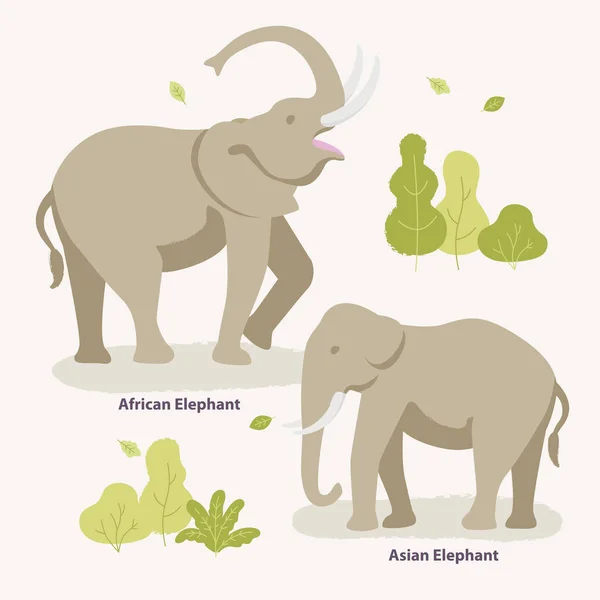 Elefante africano y elefante asiático caminando en el zoológico, ilustración plana vectorial del parque. Tipos de elefantes elementos infográficos aislados sobre fondo claro, arbustos y árboles alrededor de ellos . — Vector de stock
