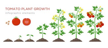 Tomato plant growth stages infographic elements in flat design. Planting process of tomato from seeds sprout to ripe vegetable, plant life cycle isolated on white background, stock vector illustration clipart