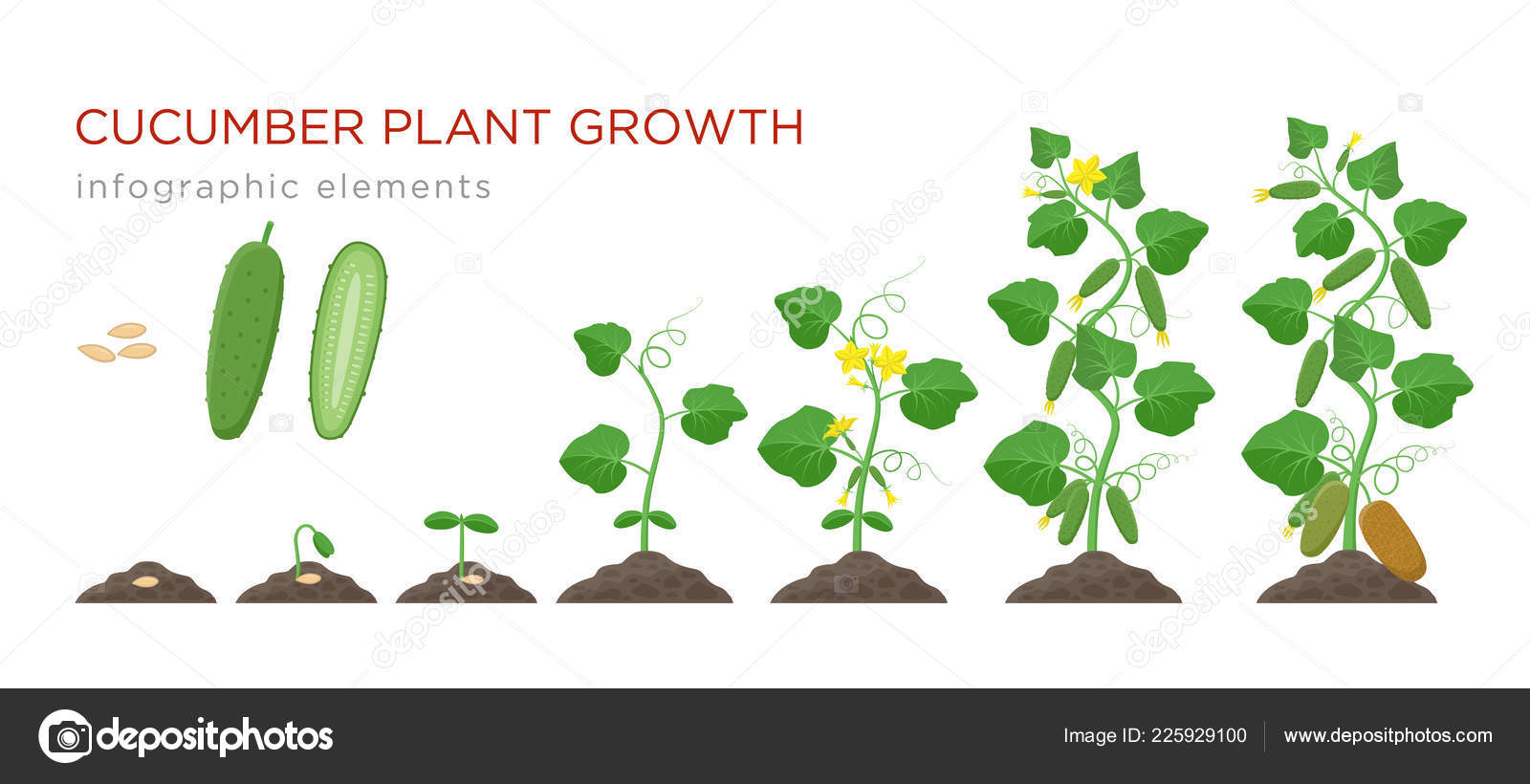Cucumber Plant Growth Stages Infographic Elements In Flat Design Planting Process Of Cucumber From Seeds Sprout To Ripe Vegetable Plant Life Cycle Isolated On White Background Vector Illustration Stock Vector Royalty Free
